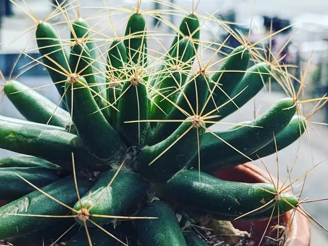窓辺に置かれた鉢植えと外の通り