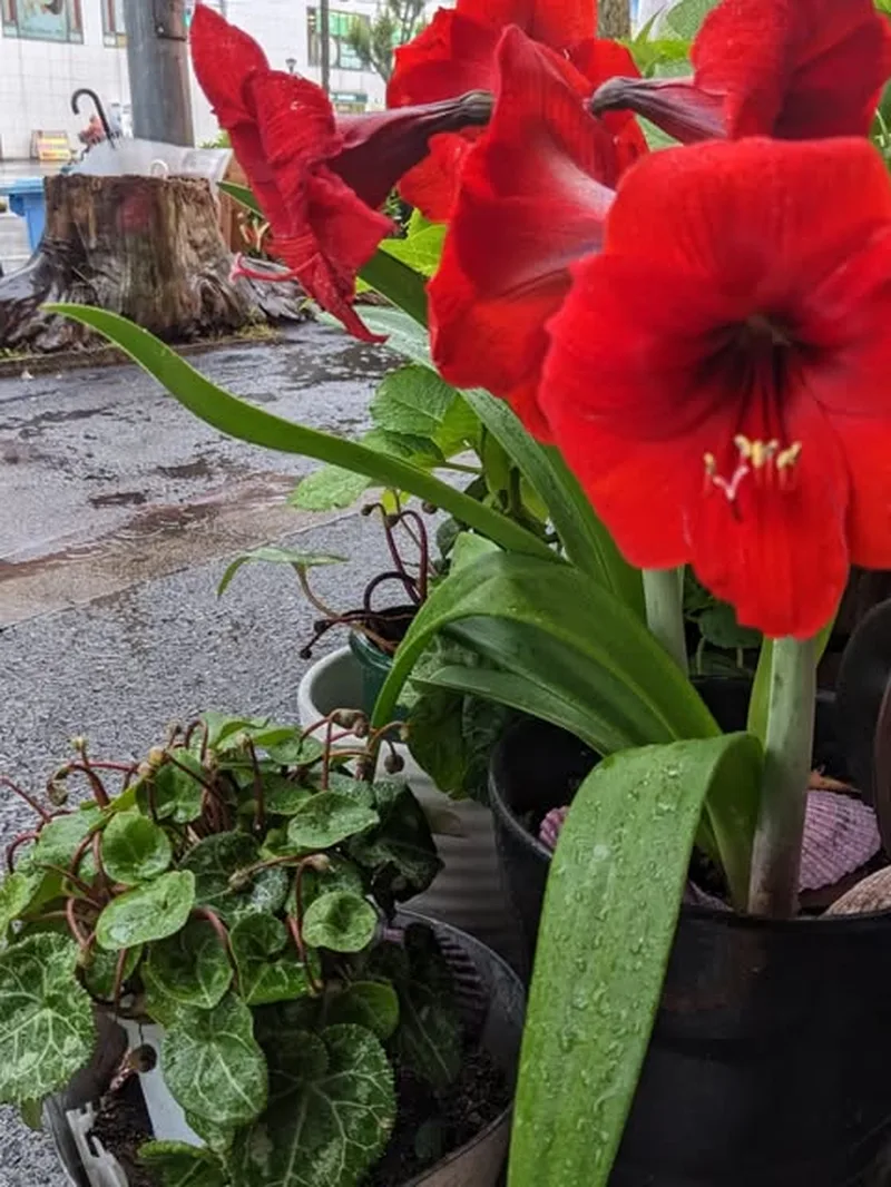 雨の日の店先に咲くアマリリス